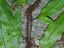 Lecanopteris scandens. Long-creeping rhizome with blackish-brown squarrose scales, and juvenile fronds with reticulate venation.
 Image: L.R. Perrie © Leon Perrie CC BY-NC 3.0 NZ